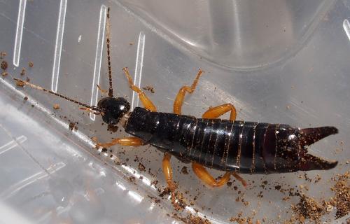 Anisolabis maritima