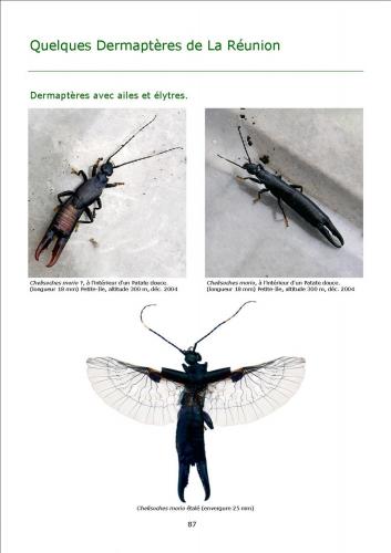 Réf. 76 359 : Chelisoches morio
