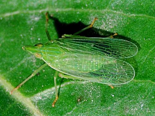 Dictyophara europaea