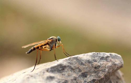 Rhagio sp.
