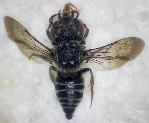 Coelioxys afra