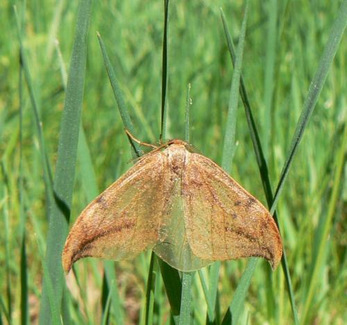 Drepana curvatula