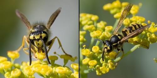Vespula germanica