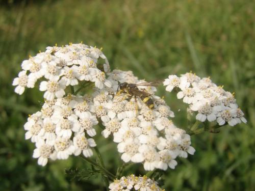 Cerceris rybyensis