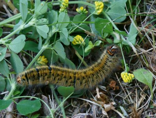 Lasiocampa trifolii