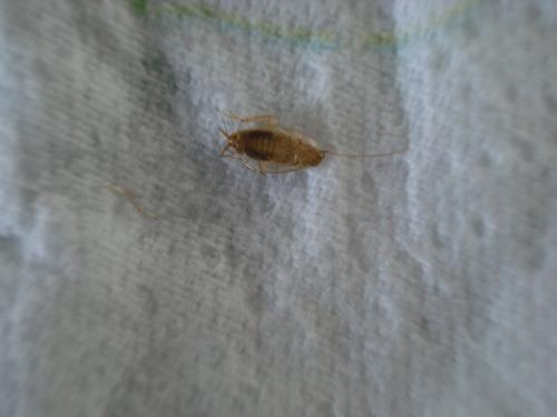 Ectobius sp.
