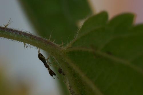 Heterotoma planicornis