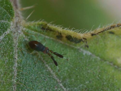 Heterotoma planicornis