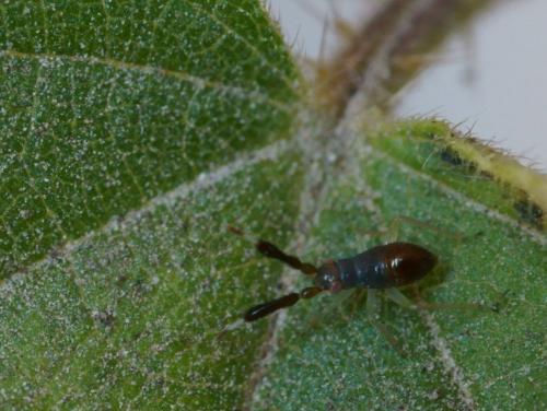 Heterotoma planicornis