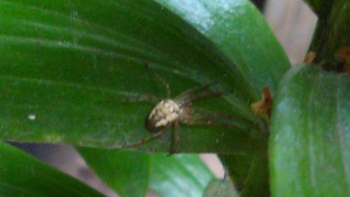 Metellina sp.