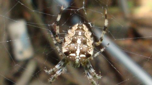 Réf. 76 654 : Araneus diadematus