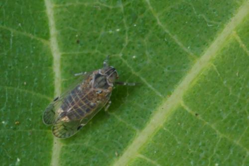 Hyalesthes luteipes
