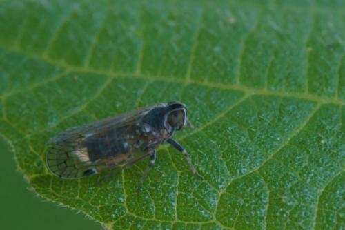Hyalesthes luteipes