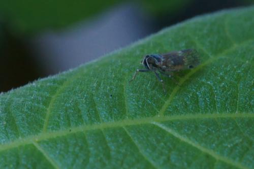 Hyalesthes luteipes