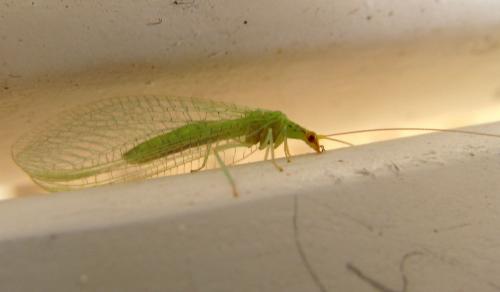 Pseudomallada flavifrons