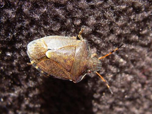 Réf. 76 571 : Peribalus strictus vernalis