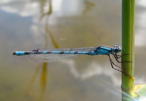 Enallagma cyathigerum
