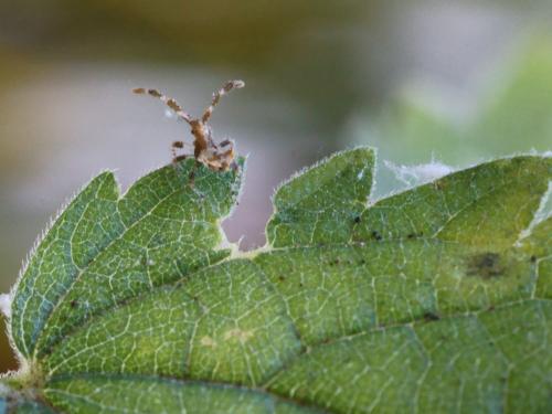 Coreus marginatus