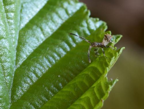 Coreus marginatus