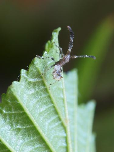 Coreus marginatus