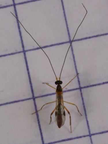 Macrocentrus sp.