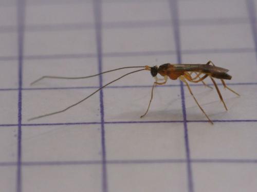Macrocentrus sp.
