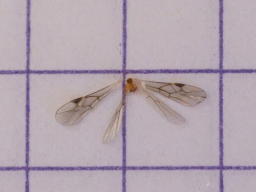 Réf. 76 454 : Macrocentrus sp.