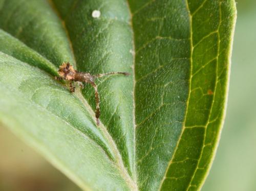 Coreus marginatus