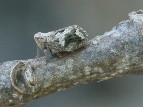 Latilica maculipes
