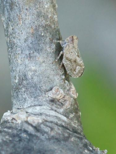 Latilica maculipes