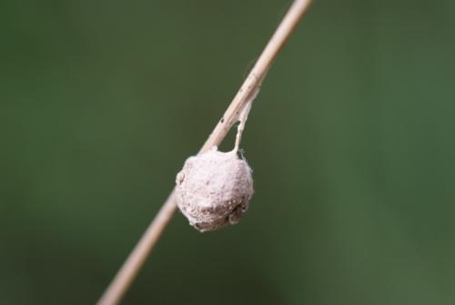 Agroeca sp.