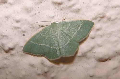Réf. 76 476 : Chlorissa viridata