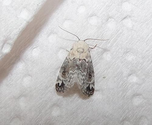 Réf. 76 434 : Eublemma scitula