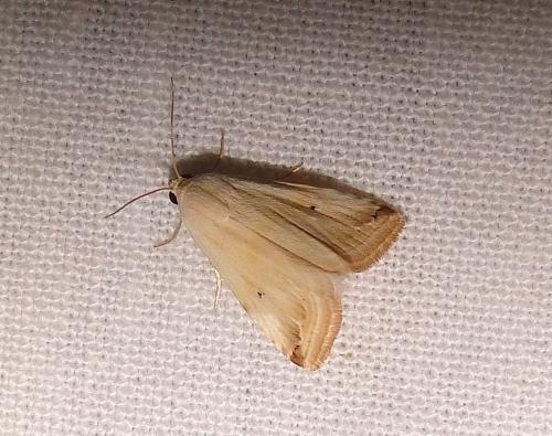 Eublemma ostrina