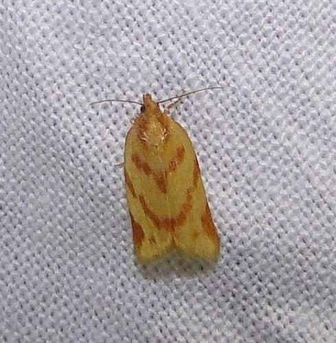 Réf. 76 435 : Clepsis pallidana