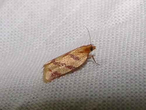 Réf. 76 436 : Clepsis pallidana
