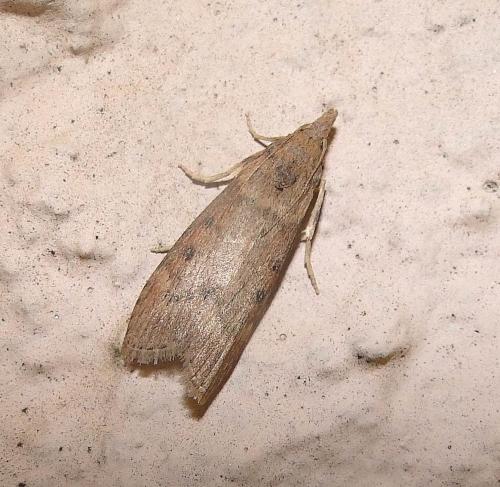 Réf. 76 469 : Lamoria anella