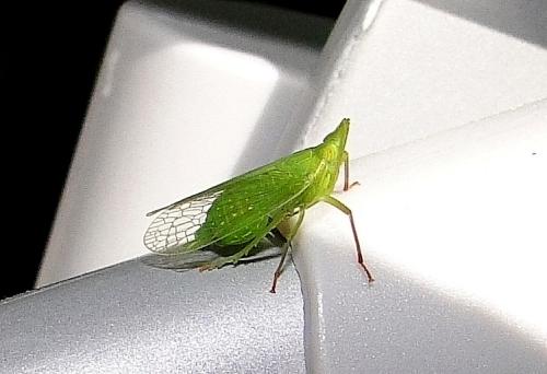 Dictyophara europaea