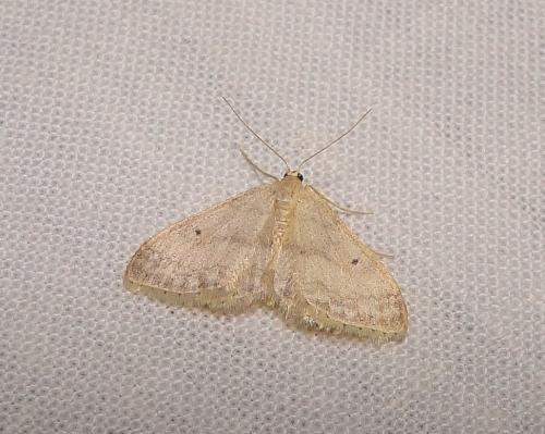 Réf. 76 558 : Idaea biselata