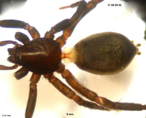 Réf. 76 198 : Drassyllus praeficus