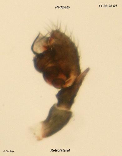 Pelecopsis parallela