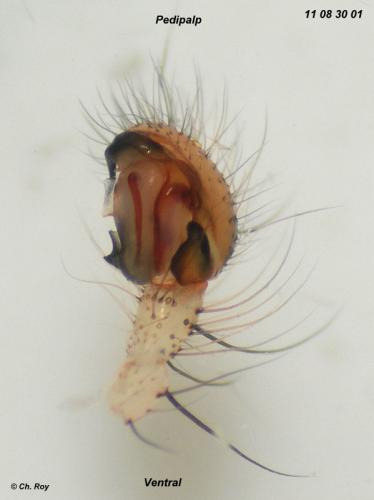 Zygiella x-notata