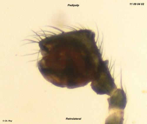Agyneta rurestris