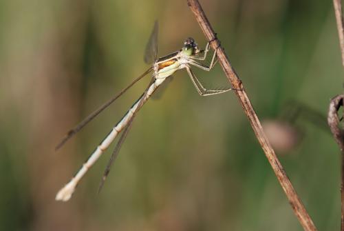 Lestes barbarus