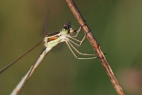 Lestes barbarus