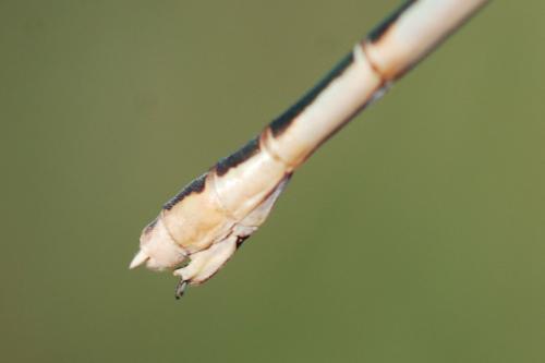 Réf. 76 312 : Lestes barbarus