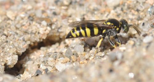 Réf. 76 343 : Bembecinus sp.