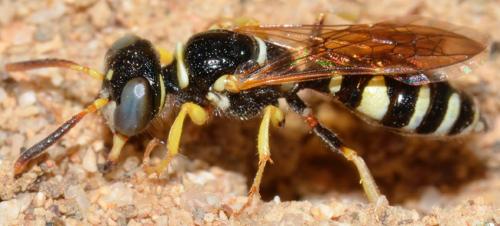 Philanthus pulchellus