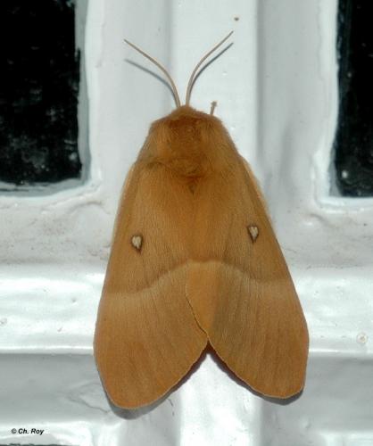 Lasiocampa quercus