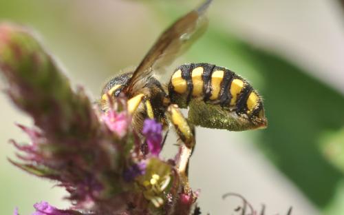 Anthidium florentinum